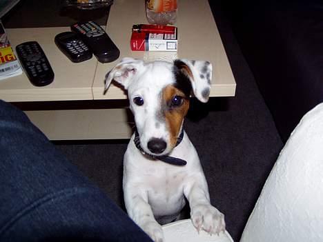 Jack russell terrier Filur - halløjsa, har du ikke lidt guf til mig?? billede 6