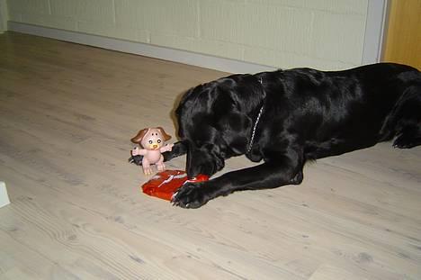 Labrador retriever Mille - Gaver, gaver, gaver!!! billede 9
