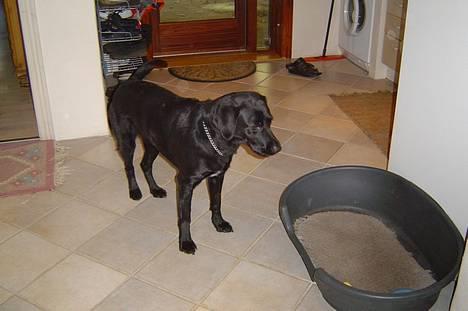 Labrador retriever Mille - Mille ville lige sige "se mig, se mig" billede 10