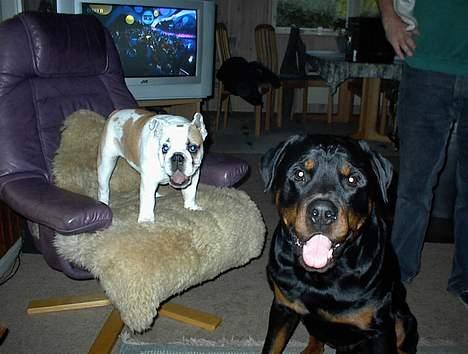 Engelsk bulldog Buller - buller sammen med hans storebror rottweiler Simba billede 1
