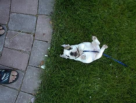 Engelsk bulldog Buller - Så tar vi os lige en slapper billede 2