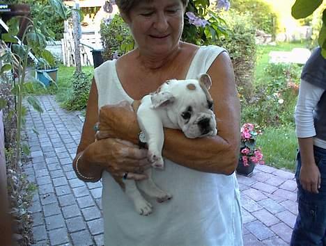 Engelsk bulldog Buller - Pyyha!! Det er hårdt at være lækker! billede 3