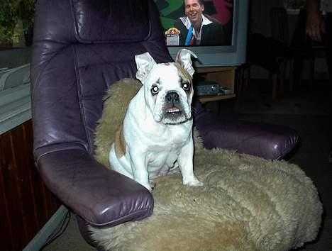 Engelsk bulldog Buller - Hey!!! Hva`glor du på billede 4