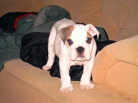 Engelsk bulldog Buller billede 5