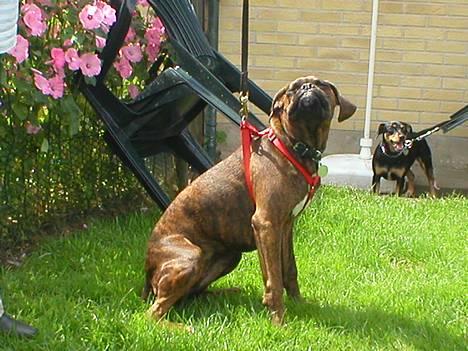 Boxer Tanja - Ej, hvad ka´ jeg lugte??? billede 2