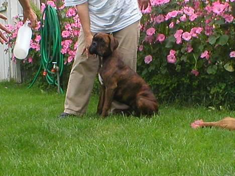 Boxer Tanja - ok. må jeg godt gå snart!? billede 3