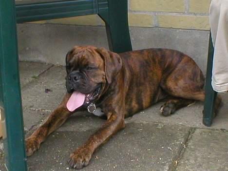 Boxer Tanja - puha hvor er jeg bare træt!! billede 4