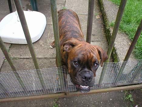 Boxer Tanja - Nåh, men så farvel igen!! billede 6