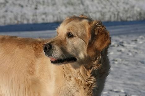 Golden retriever Fair Lady Laura - Bella † - Snakkede nogen om en smuk hund? <3  Bella d. 25-1-2007 billede 9