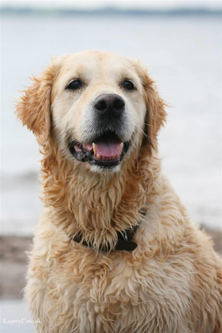 Golden retriever Fair Lady Laura - Bella † - Verdens smukkeste hund, ved hundetræffet på als 2007, d. 29-9-07 billede 10