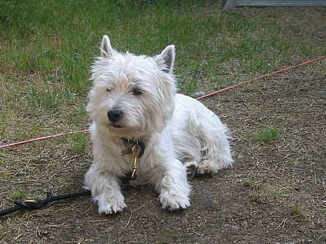 West highland white terrier Maxx - På Bornholm billede 3