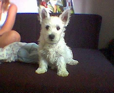 West highland white terrier Maxx - Maxx Som Hvalp billede 4