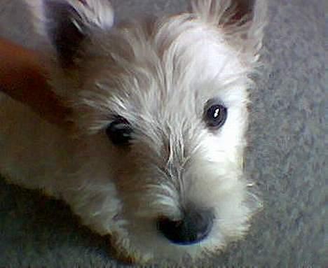 West highland white terrier Maxx - Hva laver du(Maxx Som Hvalp) billede 5