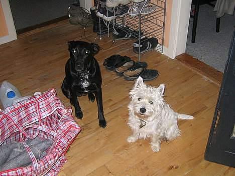 West highland white terrier Maxx - Maxx og hans bedste Veninde billede 6