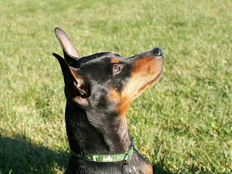 Dvaergpinscher PiriPiri'z Antoni Alegend billede 1
