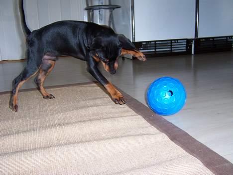 Dvaergpinscher PiriPiri'z Antoni Alegend billede 2