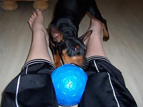 Dvaergpinscher PiriPiri'z Antoni Alegend billede 3