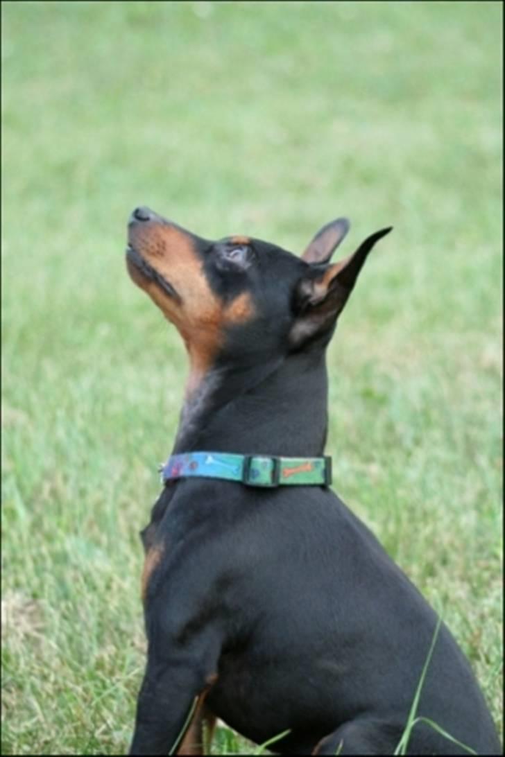 Dvaergpinscher PiriPiri'z Antoni Alegend billede 4