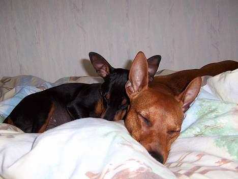 Dvaergpinscher PiriPiri'z Antoni Alegend billede 5