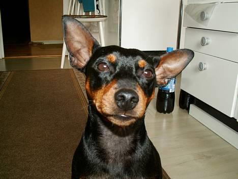 Dvaergpinscher PiriPiri'z Antoni Alegend billede 6