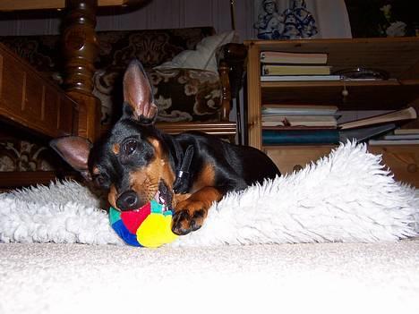 Dvaergpinscher PiriPiri'z Antoni Alegend - Kongen i huset hjemme hos mormor og besten billede 7