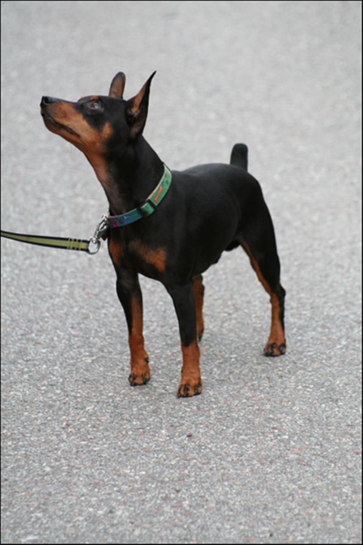 Dvaergpinscher PiriPiri'z Antoni Alegend billede 8