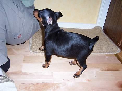 Dvaergpinscher PiriPiri'z Antoni Alegend - En liten liten knubbis! billede 9