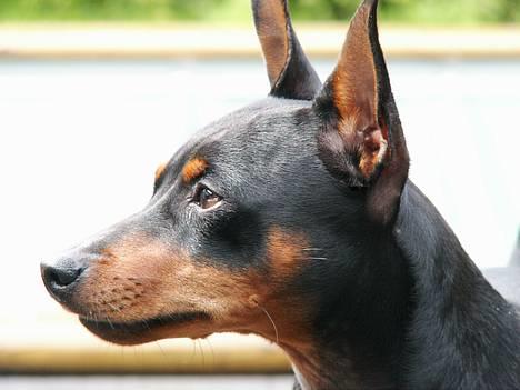 Dvaergpinscher PiriPiri'z Antoni Alegend - Så sööt! =D billede 10