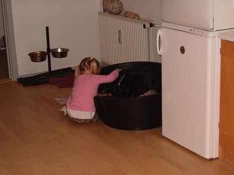 Rottweiler bølle - min sted datter simone kæler med bølle billede 2