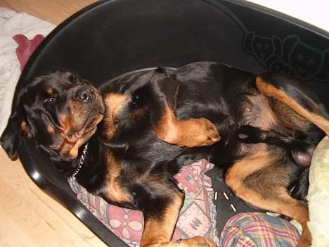 Rottweiler bølle - mmmm jeg ligger godt her billede 5