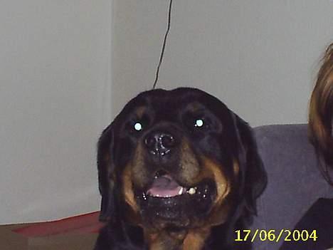 Rottweiler bølle - hov hvem sagde bølle??? billede 6