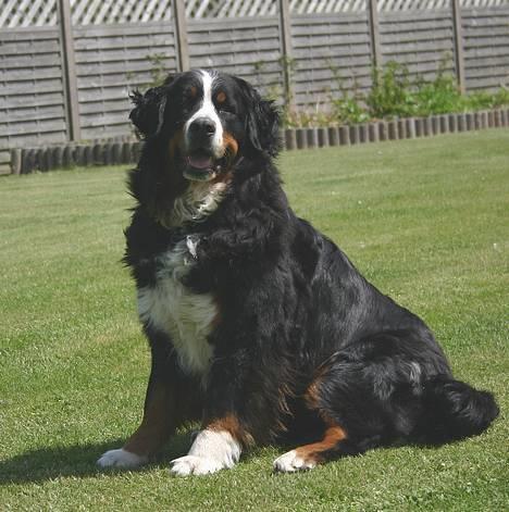 Berner sennenhund Did you call me sexy - Smukke sille.. Taget af camilse billede 1
