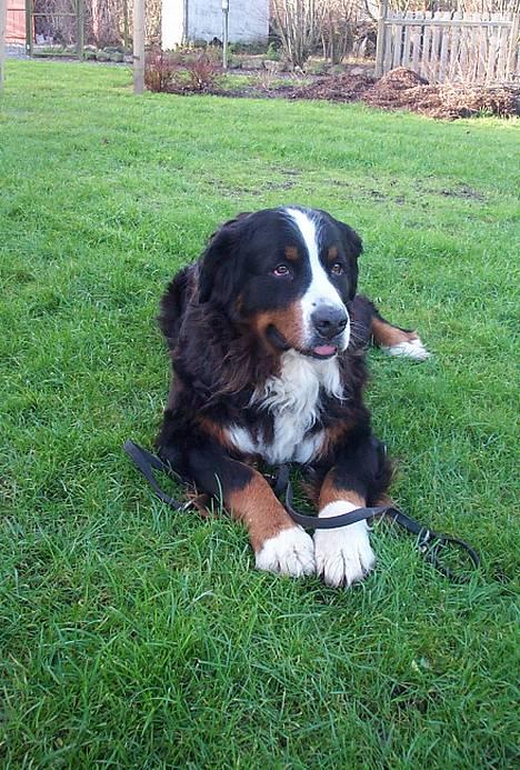 Berner sennenhund Did you call me sexy - NYT.. sille i haven.. hehe hun rækker tunge af dig billede 2
