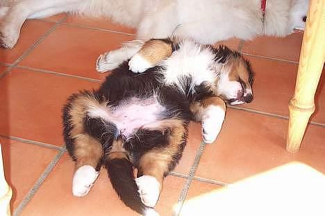 Berner sennenhund Did you call me sexy - hehe det er ikke sådan at være en lille valp og være træt det kan du da godt se he he billede 3