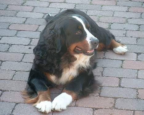 Berner sennenhund Did you call me sexy - her ligger hun i gården..!! billede 5