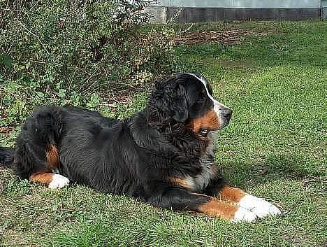 Berner sennenhund Did you call me sexy - see hvor kan hun ligge flot billede 8