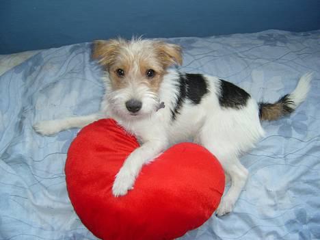 Parson russell terrier Rico (mors hund) billede 2