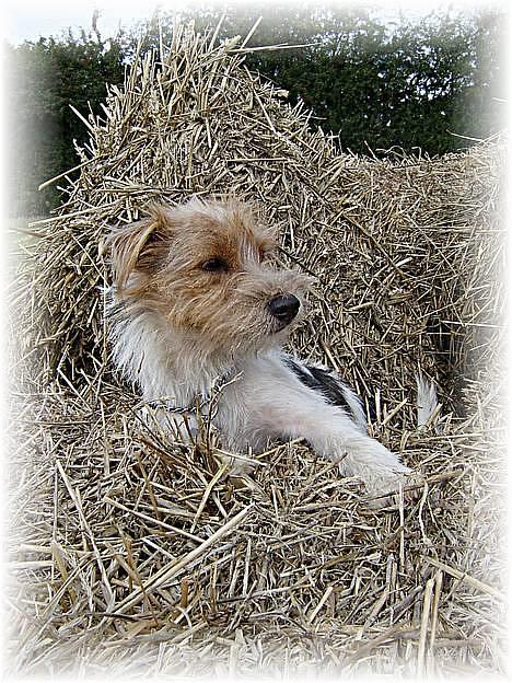 Parson russell terrier Rico (mors hund) billede 3