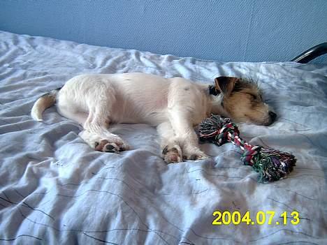 Parson russell terrier Rico (mors hund) billede 5
