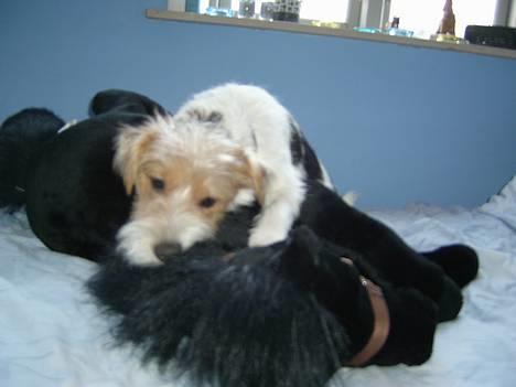 Parson russell terrier Rico (mors hund) billede 6