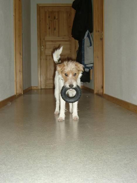 Parson russell terrier Rico (mors hund) billede 7