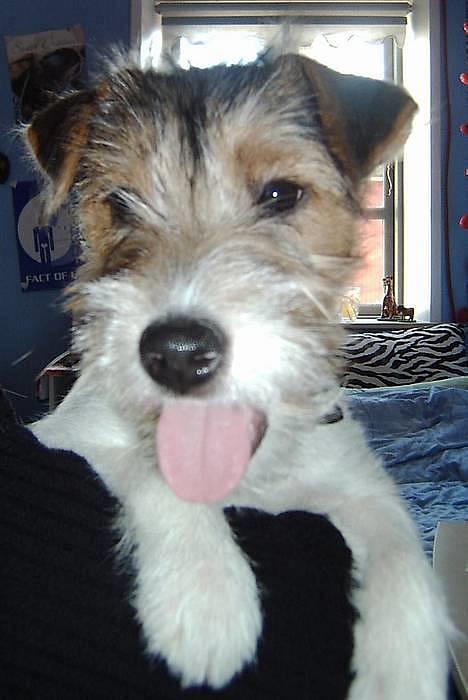 Parson russell terrier Rico (mors hund) billede 8
