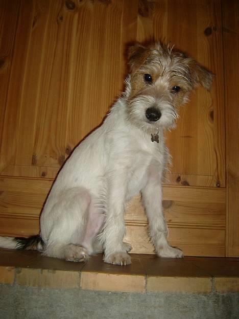 Parson russell terrier Rico (mors hund) - Taget d. 14 januar 2005 billede 9