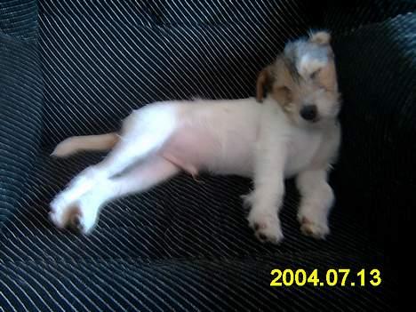 Parson russell terrier Rico (mors hund) billede 4