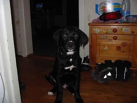 Blanding af racer tyson billede 1