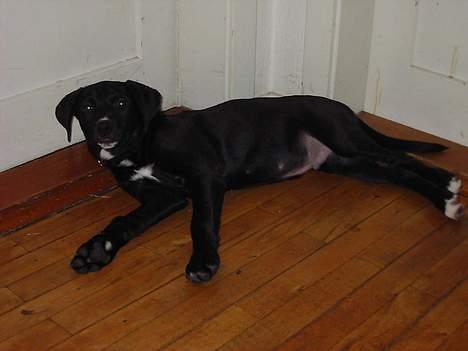 Blanding af racer tyson billede 2