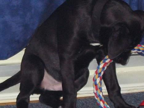 Blanding af racer tyson billede 3