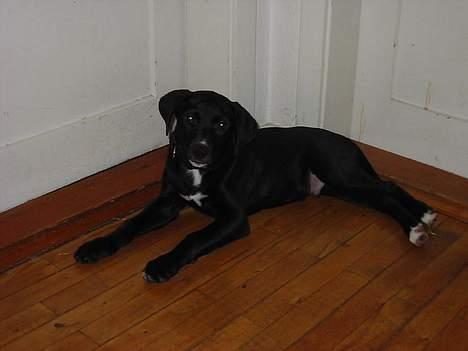 Blanding af racer tyson billede 4