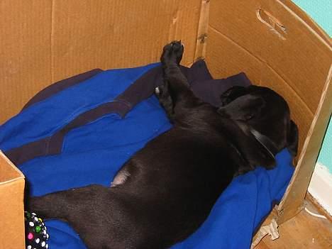 Blanding af racer tyson billede 5