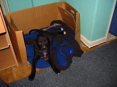 Blanding af racer tyson billede 6